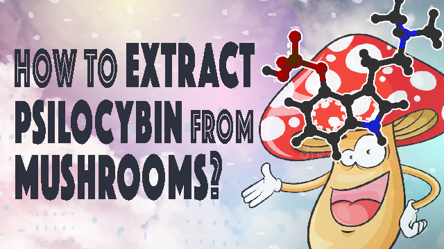 how to extract psilocybin from mushrooms